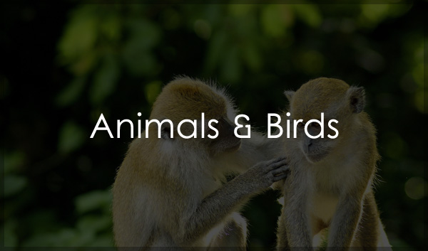 Animals & Birds PLR Images