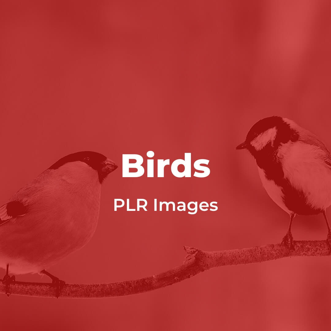 Bird PLR Images