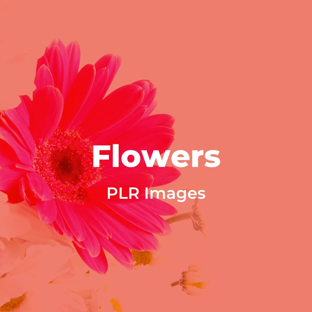 Flowers PLR Images